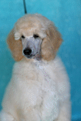 standard poodle puppies