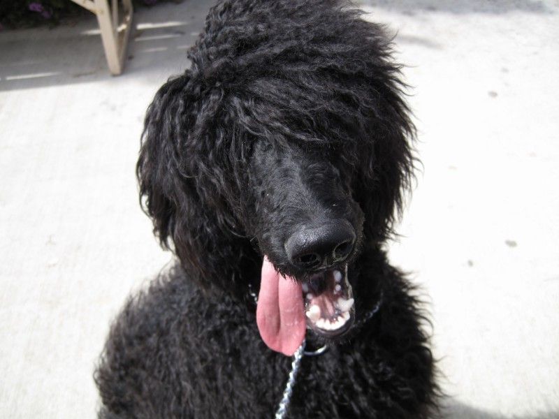 Standard Poodle Puppy Yzzie