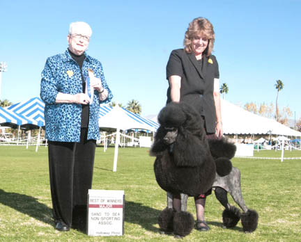 Standard Poodle Stud Dog Standard Poodle Stud Dog